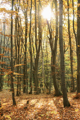 Obraz premium Autumn forest with golden light