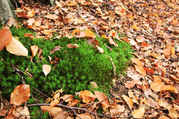 Autum leaves and moss in the forest.