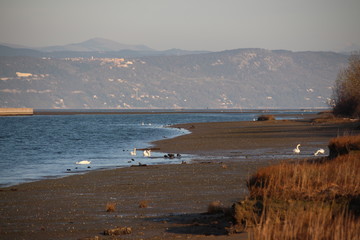 Paesaggio Isola della Cona