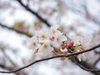 Selective soft focus of white cherry blossom or Sakura flower on on diffused background