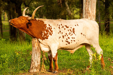 Longhorn bull in the paddock