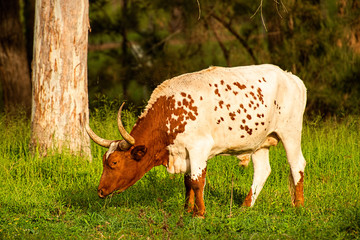 Longhorn bull in the paddock