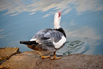 Canard de barbarie