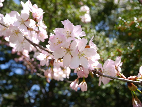 まばゆい桜