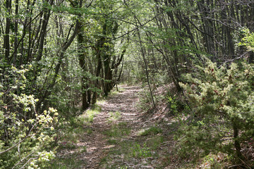 Obraz premium Road in the Forest