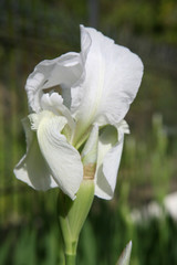 Obraz premium Lily Flower