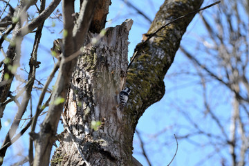 Spotted woodpecker (Dendrocopos) sitting on a tree in the spring forest