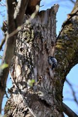 Spotted woodpecker (Dendrocopos) sitting on a tree in the spring forest