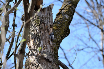 Spotted woodpecker (Dendrocopos) sitting on a tree in the spring forest