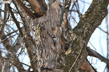 Spotted woodpecker (Dendrocopos) sitting on a tree in the spring forest