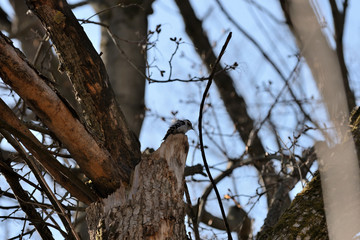 Spotted woodpecker (Dendrocopos) sitting on a tree in the spring forest