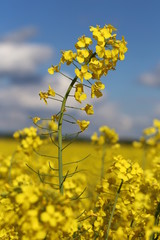 Obraz premium Yellow rapeseed flowers 