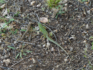 Lézard vert occidental ou lézard à deux bandes  (Lacerta bilineata)