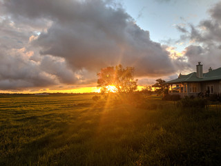 Sunset through a tree in Kamuela, Hawaii