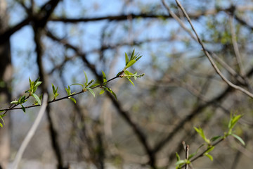 Fresh young leaves in the spring forest on a sunny day