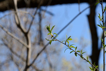 Fresh young leaves in the spring forest on a sunny day