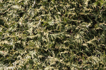 green grass background