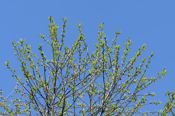 Fresh young leaves in the spring forest on a sunny day