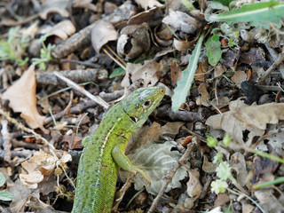 Lézard vert occidental ou lézard à deux bandes  (Lacerta bilineata)