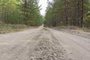Road in the forest