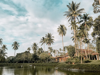 Fototapeta na wymiar palm trees on resort