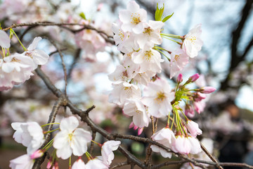 Japanese Sakura