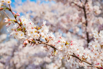 Japanese Sakura