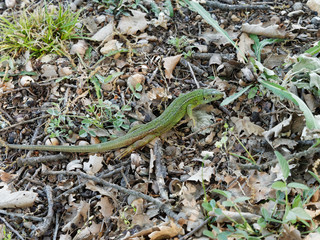 Lacerta bilineata - Western green lizard ou lizard with two lines 
