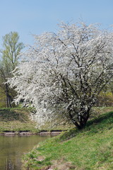 lovely early spring flowers tree