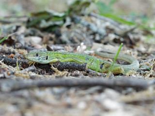 Lacerta bilineata - Westliche Smaragdeidechse oder grüne Eidechse 