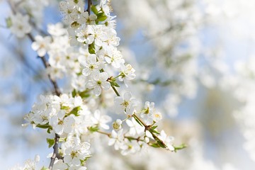 lovely early spring flowers tree