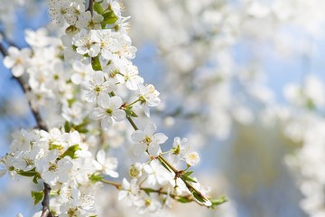 lovely early spring flowers tree