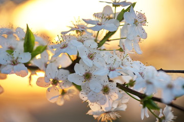 lovely early spring flowers tree