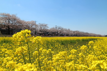 train, spring, rape blossoms