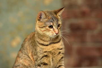 playful striped with gray and red cat