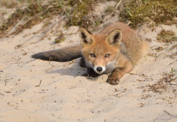 young fox lying in the dunes, while exploring its surroundings and looks around. photo was made in the Amsterdam Water Supply Dunes in the Netherlands