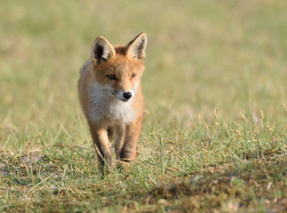 Naklejka na ściany i meble young fox walks through the dunes and explores its surroundings. photo was made in the Amsterdam Water Supply Dunes in the Netherlands