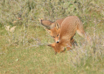 Two young foxes playing in the Amsterdam Waterleiding Duinen in the Netherlands