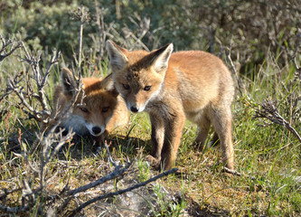 Naklejka na ściany i meble Two young foxes playing in the Amsterdam Waterleiding Duinen in the Netherlands