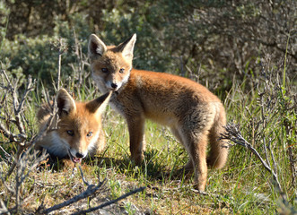 Two young foxes playing in the Amsterdam Waterleiding Duinen in the Netherlands