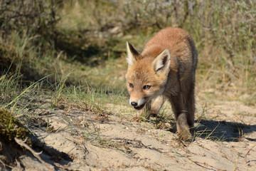 young fox walks through the dunes and explores its surroundings. photo was made in the Amsterdam Water Supply Dunes in the Netherlands
