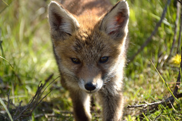 young fox comes close to explore its surroundings. photo was made in the Amsterdam Water Supply Dunes in the Netherlands