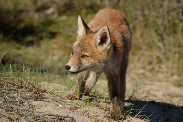 Naklejka na ściany i meble young fox walks through the dunes and explores its surroundings. photo was made in the Amsterdam Water Supply Dunes in the Netherlands
