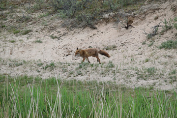 Fox during his walk through the dunes looking for prey. photo was made in the Amsterdam Water Supply Dunes in the Netherlands