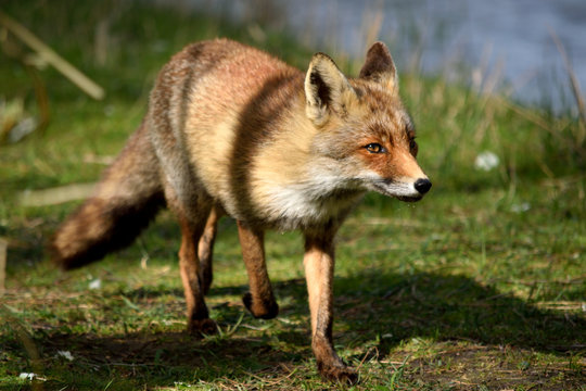 Fox close up during his walk through the dunes looking for prey. photo was made in the Amsterdam Water Supply Dunes in the Netherlands