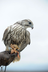 falcon sitting on a hand