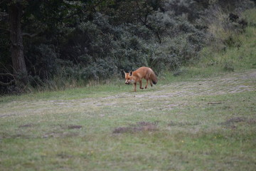 Naklejka na ściany i meble fox has found a sausage and brings it quickly to a safe place. photo was made in the Amsterdam Waterleidingduinen in the Netherlands