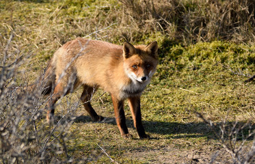Fox close up during his walk through the dunes looking for prey. photo was made in the Amsterdam Water Supply Dunes in the Netherlands