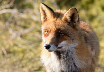 Fototapeta premium Fox close up during his walk through the dunes looking for prey. photo was made in the Amsterdam Water Supply Dunes in the Netherlands