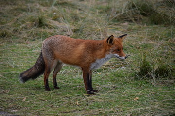 Fox close up during his walk through the dunes looking for prey. photo was made in the Amsterdam Water Supply Dunes in the Netherlands
